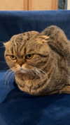 emelye.ender Altpins Profile Picture