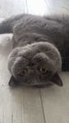 emelye.ender Altpins Profile Picture