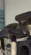 emelye.ender Altpins Profile Picture