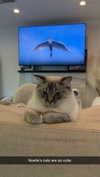 emelye.ender Altpins Profile Picture