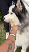 emelye.ender Altpins Profile Picture