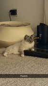 emelye.ender Altpins Profile Picture