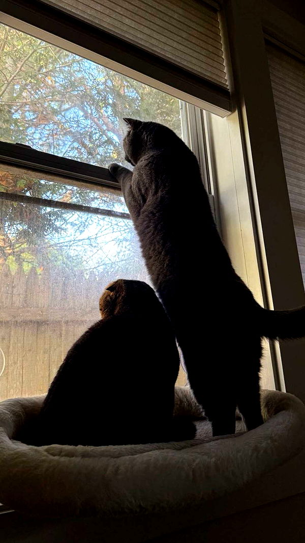 emelye.ender image ~ Altpins