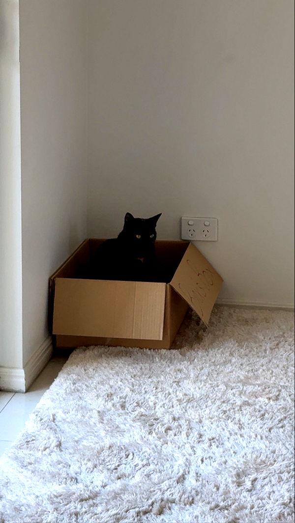 emelye.ender image ~ Altpins