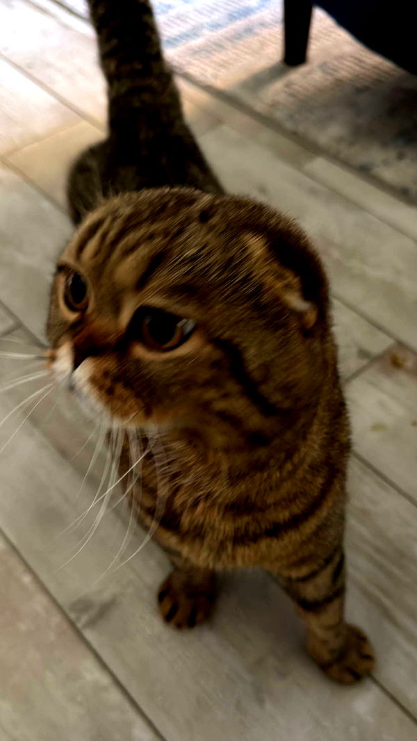 emelye.ender image ~ Altpins