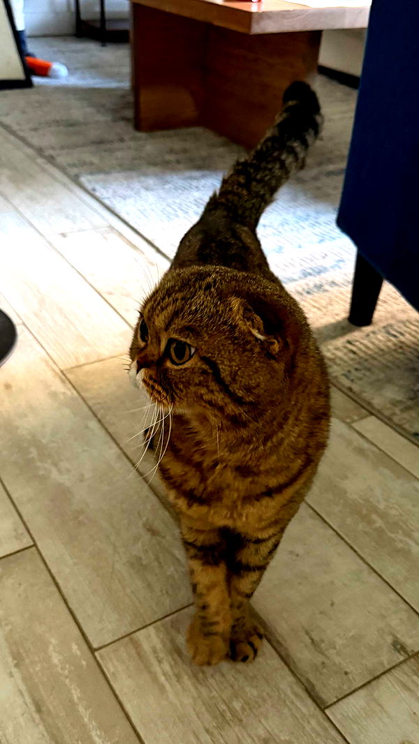 emelye.ender image ~ Altpins