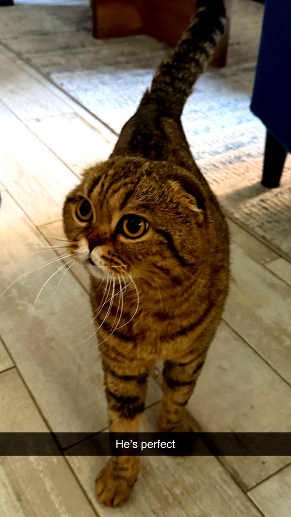 emelye.ender image ~ Altpins