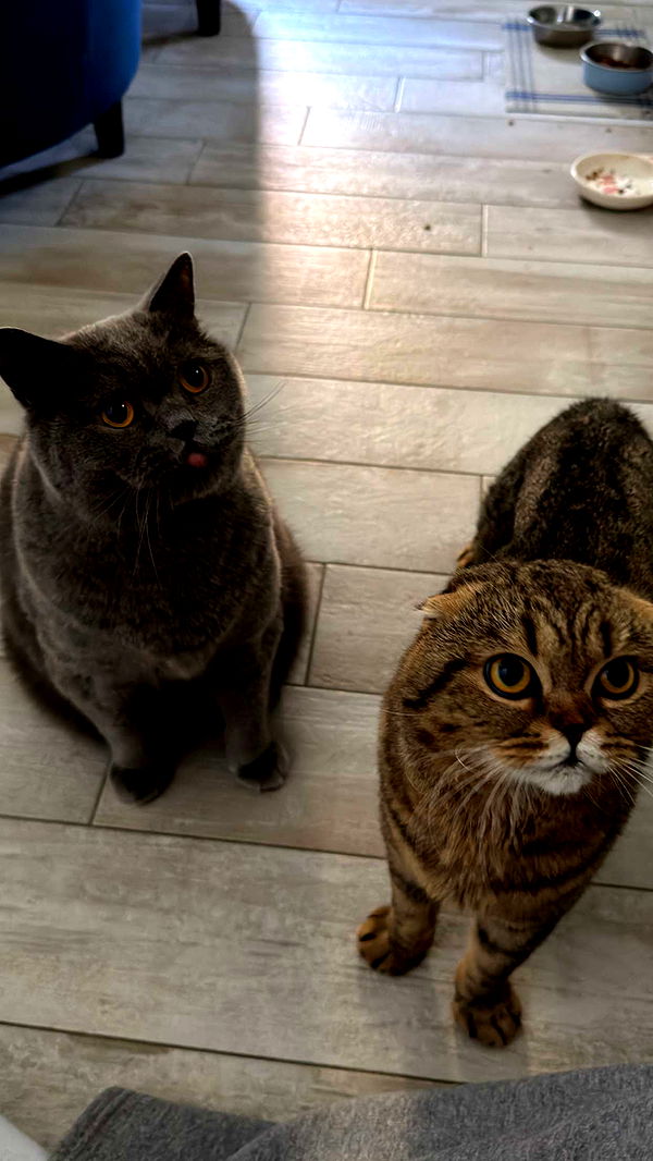 emelye.ender image ~ Altpins