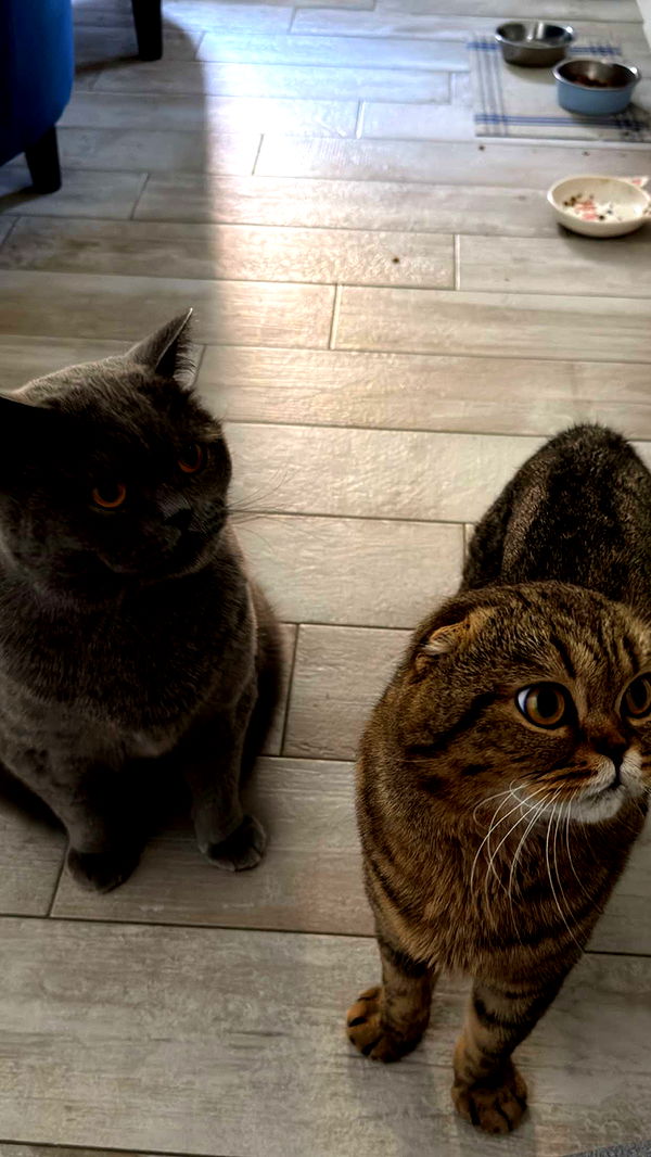 emelye.ender image ~ Altpins