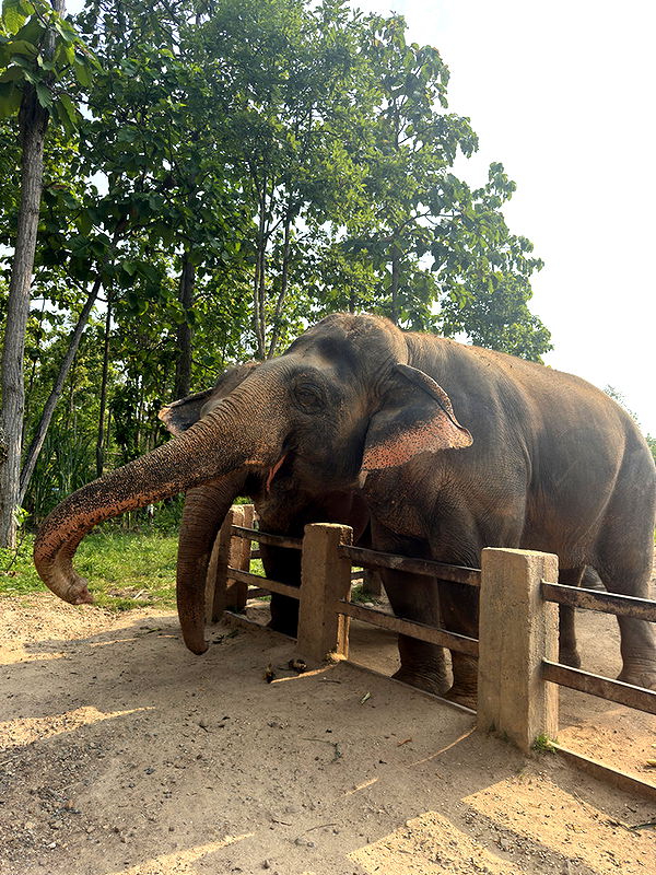 emelye.ender image ~ Altpins