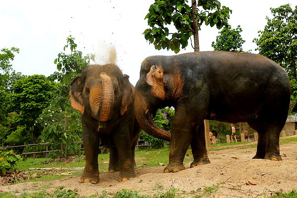 emelye.ender image ~ Altpins