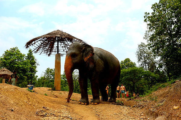 emelye.ender image ~ Altpins