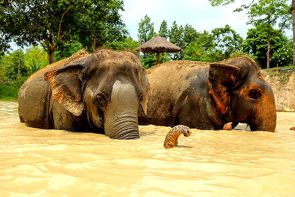 emelye.ender image ~ Altpins