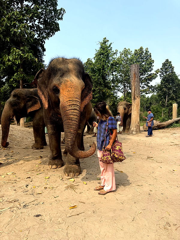 emelye.ender image ~ Altpins