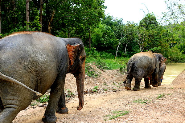 emelye.ender image ~ Altpins