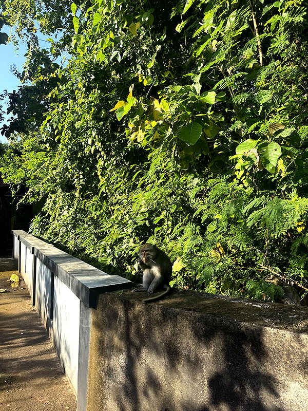 emelye.ender image ~ Altpins