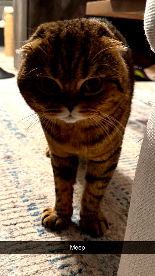 emelye.ender image ~ Altpins