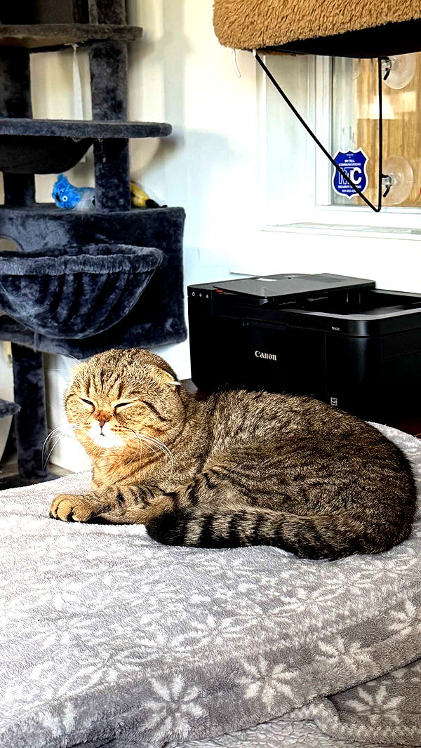 emelye.ender image ~ Altpins