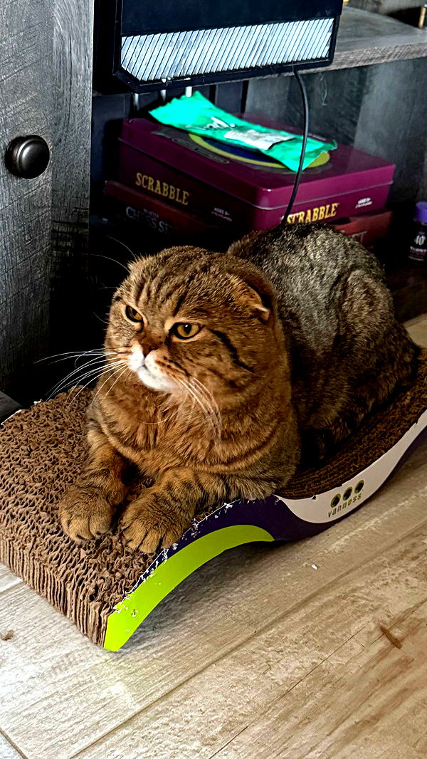 emelye.ender image ~ Altpins