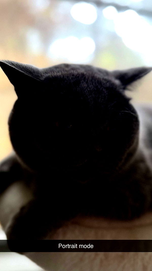 emelye.ender image ~ Altpins