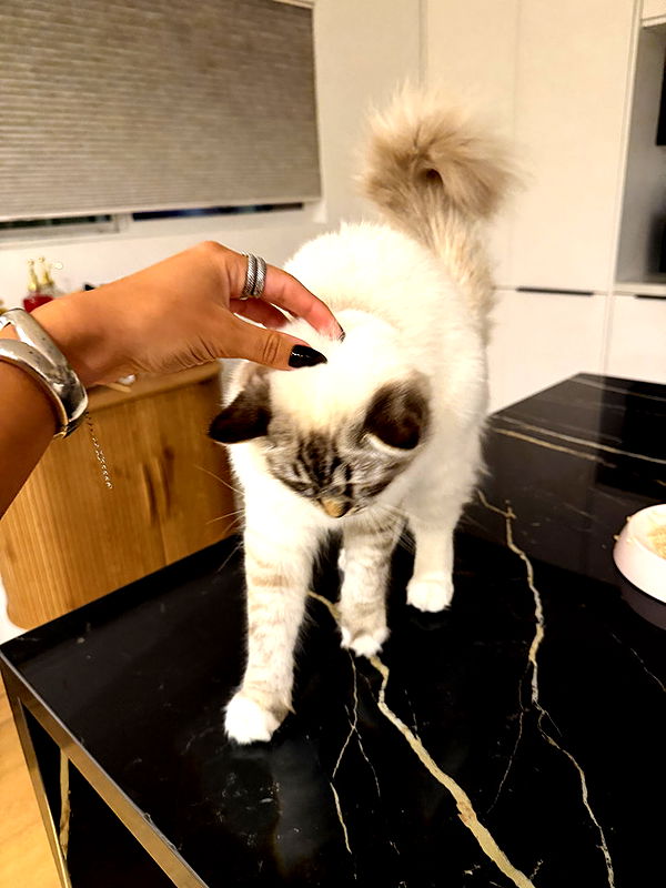 emelye.ender image ~ Altpins