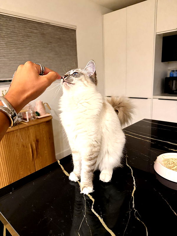 emelye.ender image ~ Altpins