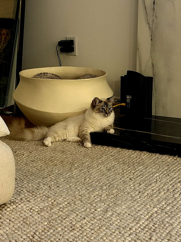 emelye.ender image ~ Altpins