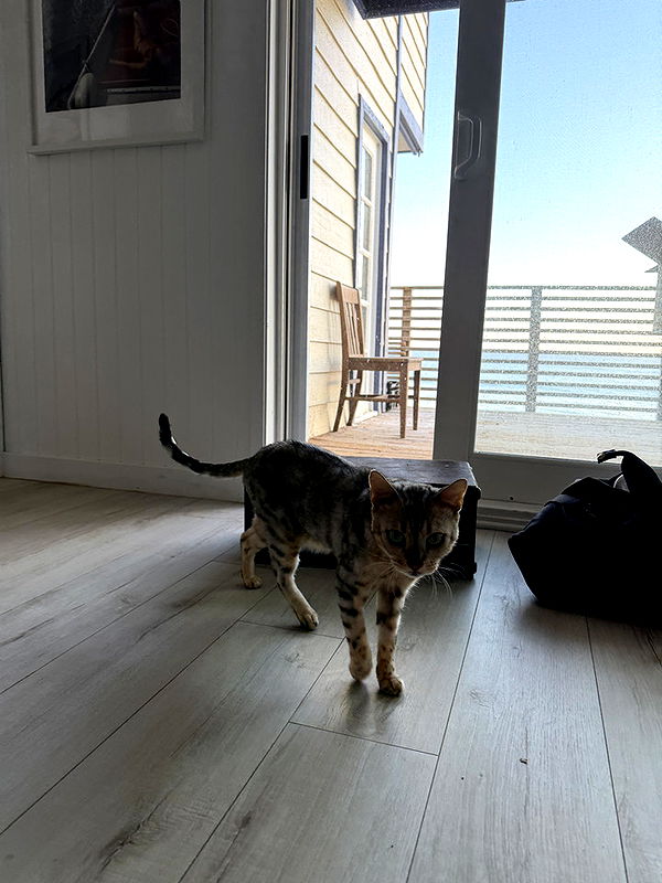 emelye.ender image ~ Altpins