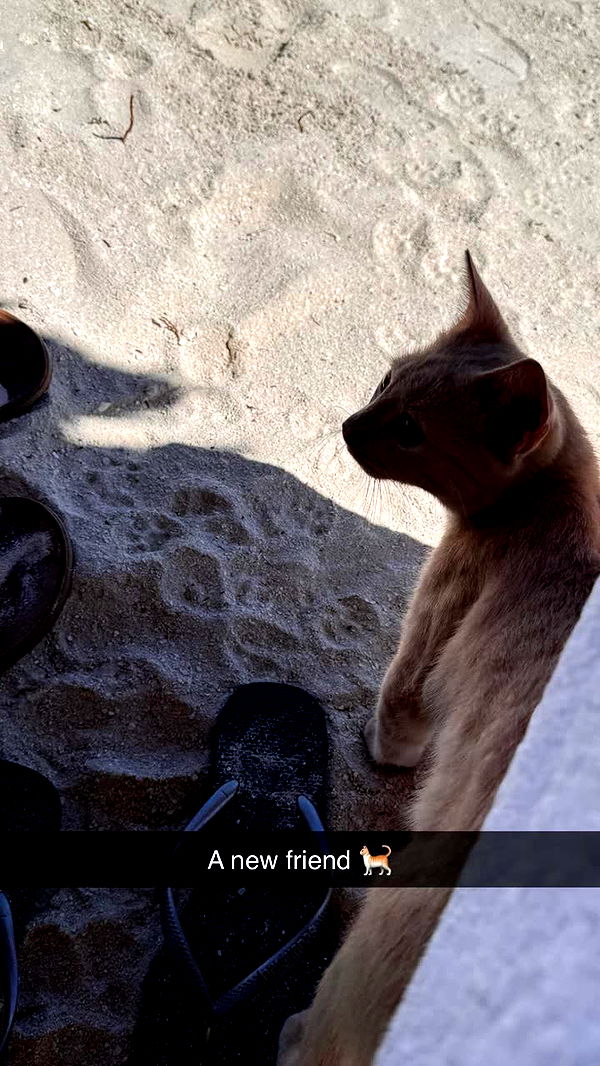 emilyelizabbeth image ~ Altpins