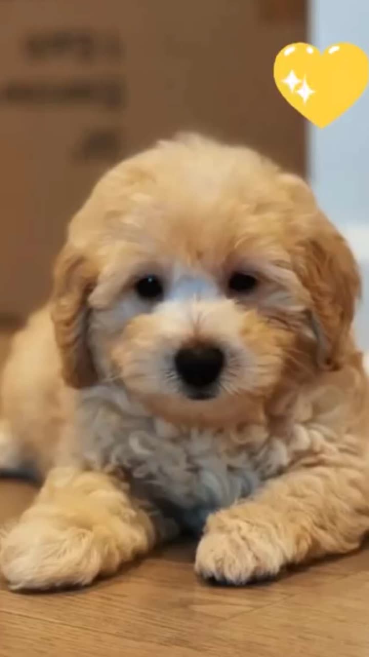 emilyelizabbeth snapchat image archive image