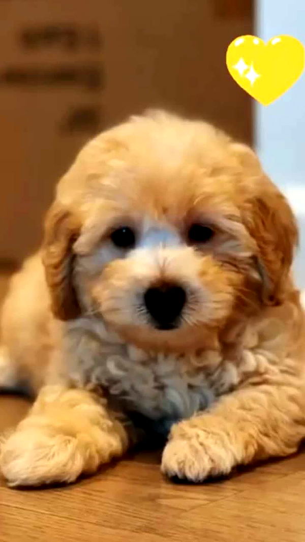 emilyelizabbeth image ~ Altpins