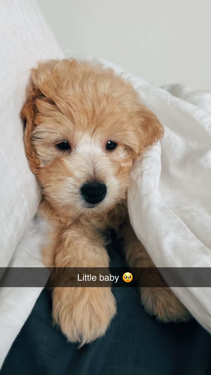 emilyelizabbeth snapchat image archive image