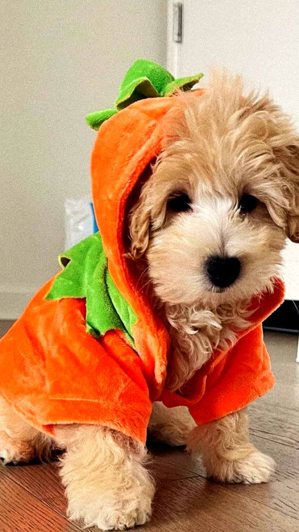 emilyelizabbeth image ~ Altpins