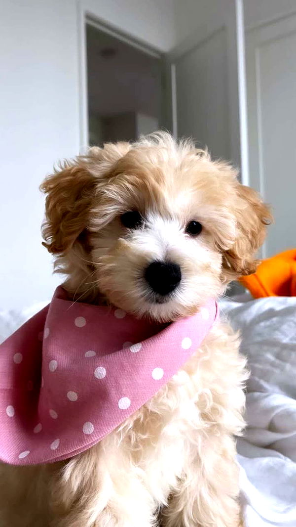 emilyelizabbeth image ~ Altpins