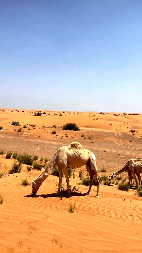 emilyelizabbeth image ~ Altpins