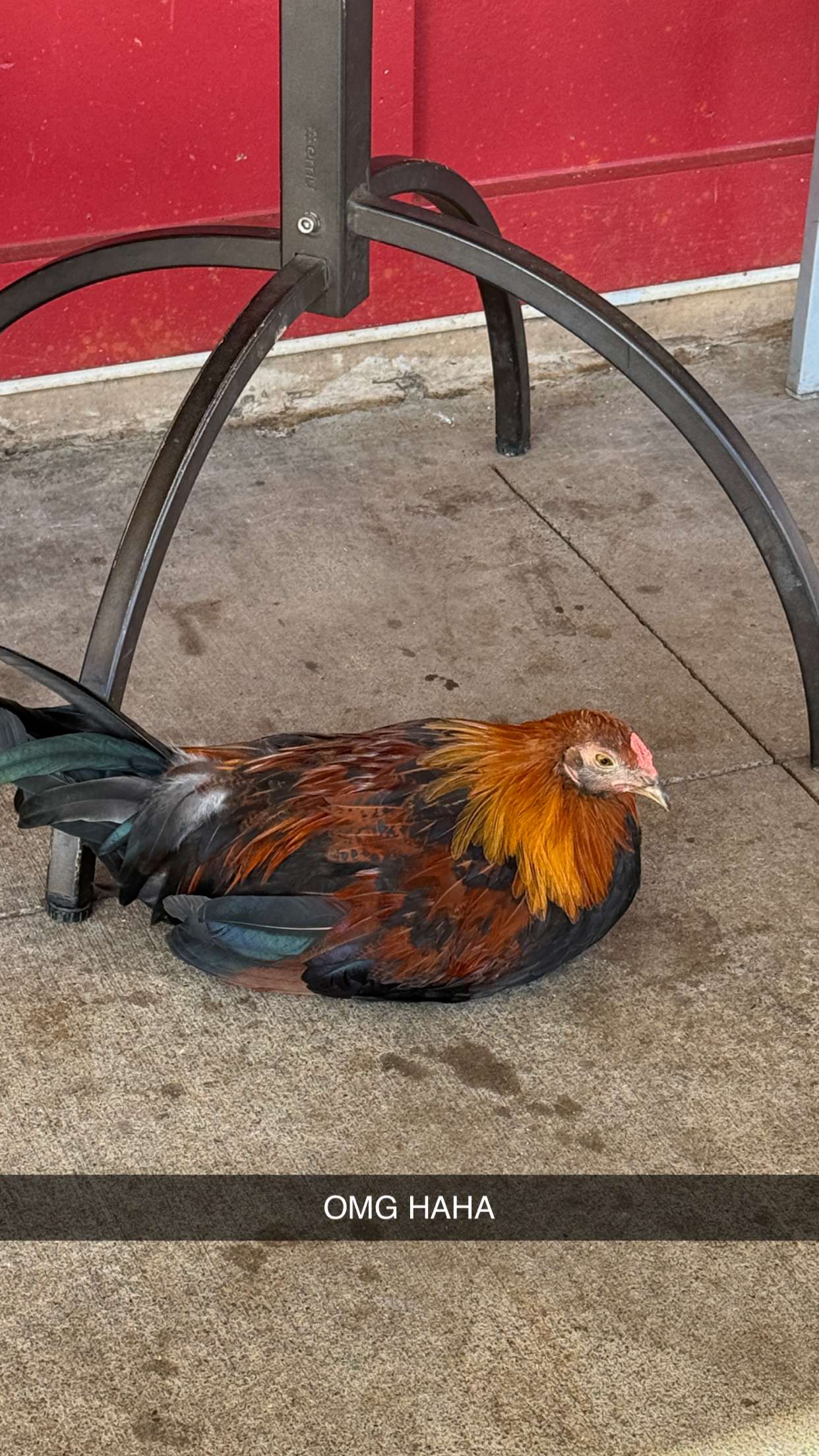 emilyelizabbeth snapchat image archive image