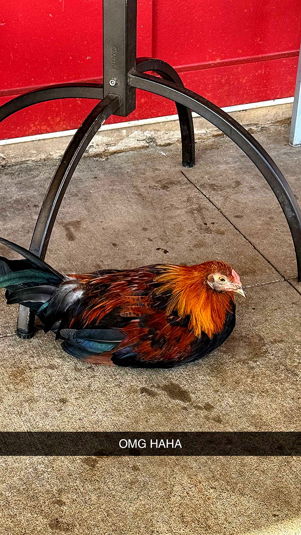 emilyelizabbeth image ~ Altpins