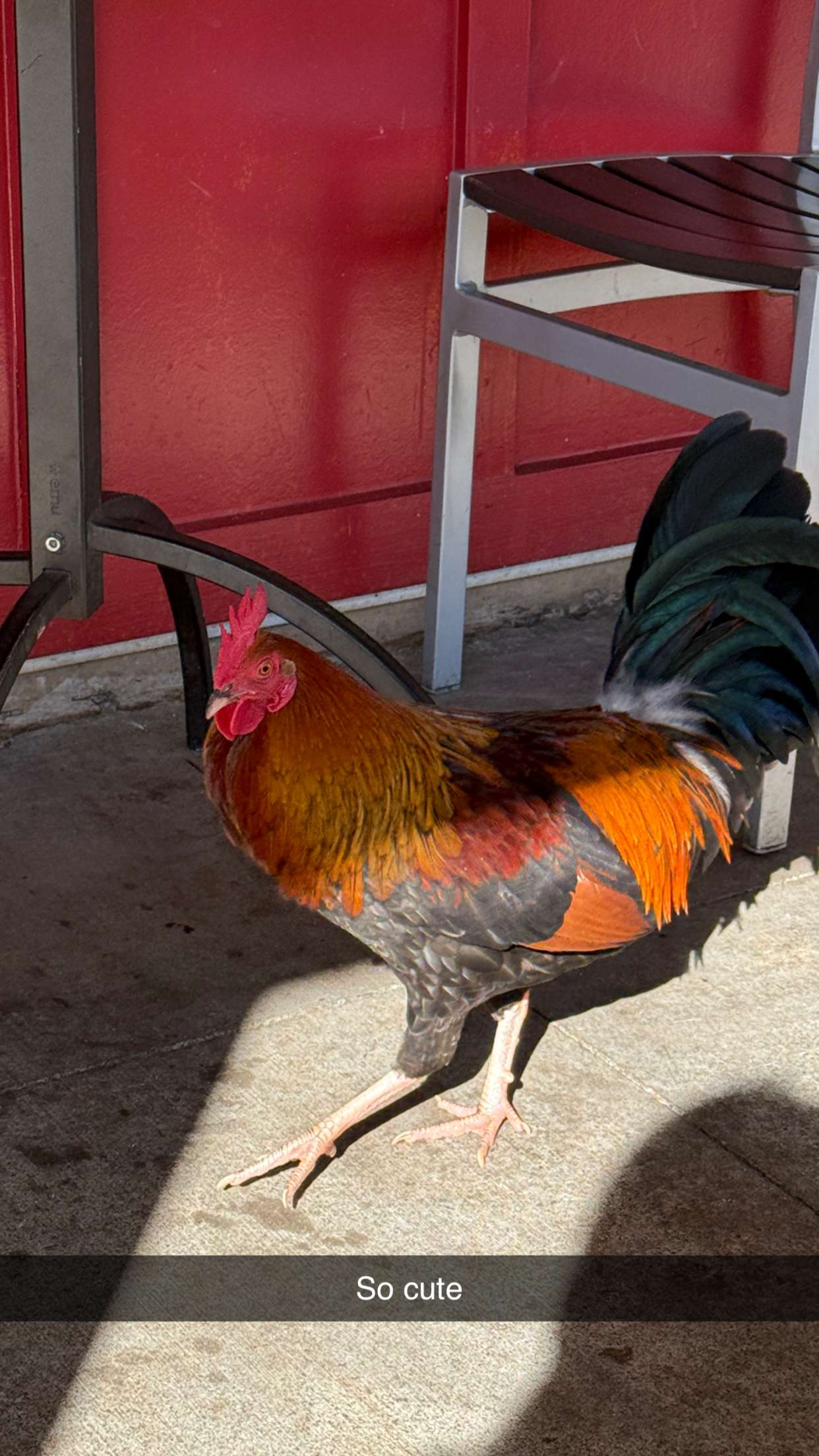 emilyelizabbeth snapchat image archive image