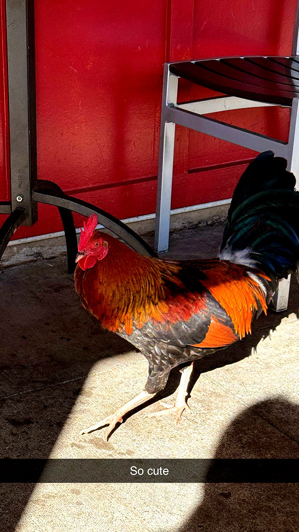 emilyelizabbeth image ~ Altpins