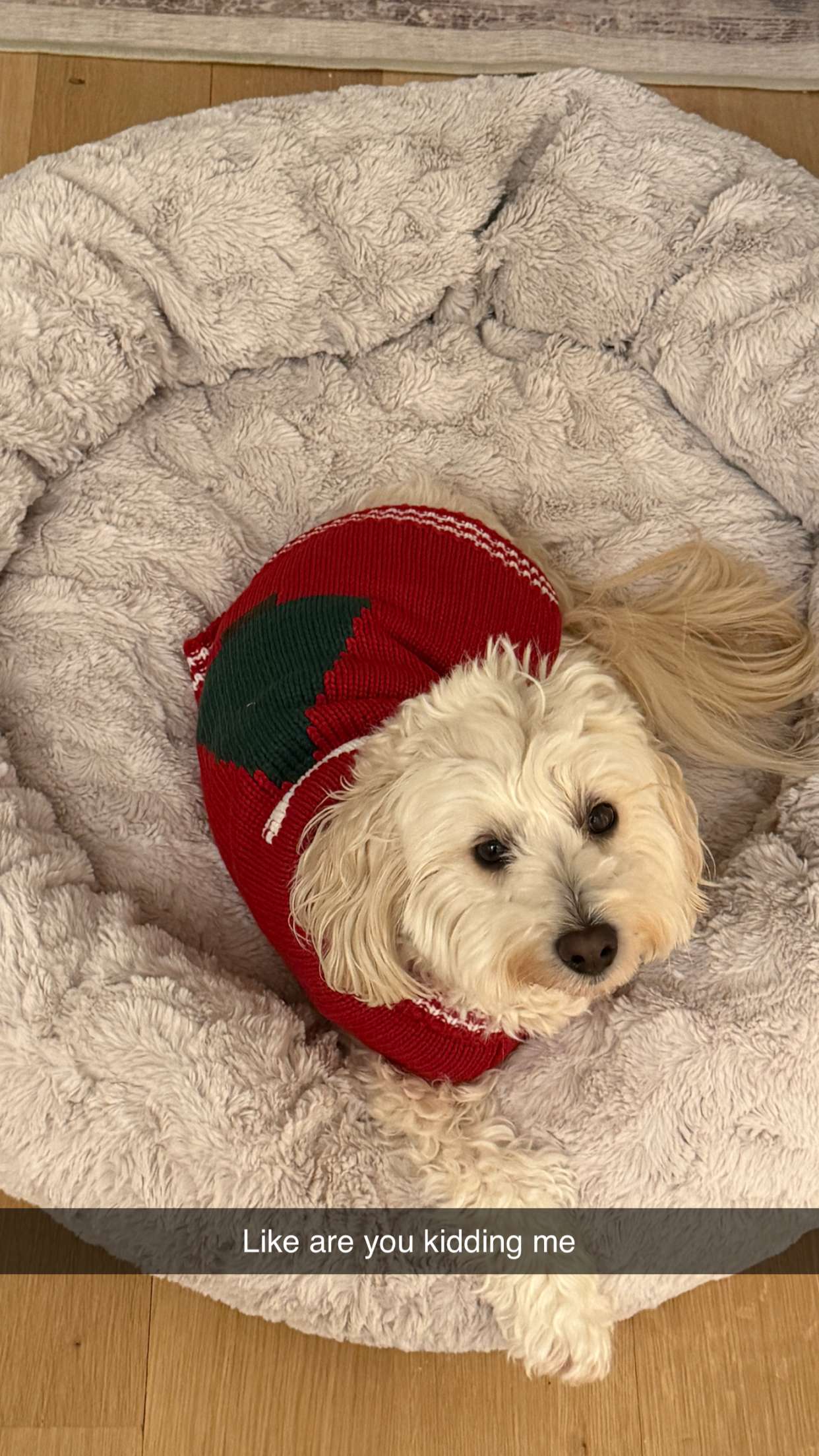 emilyelizabbeth snapchat image archive image