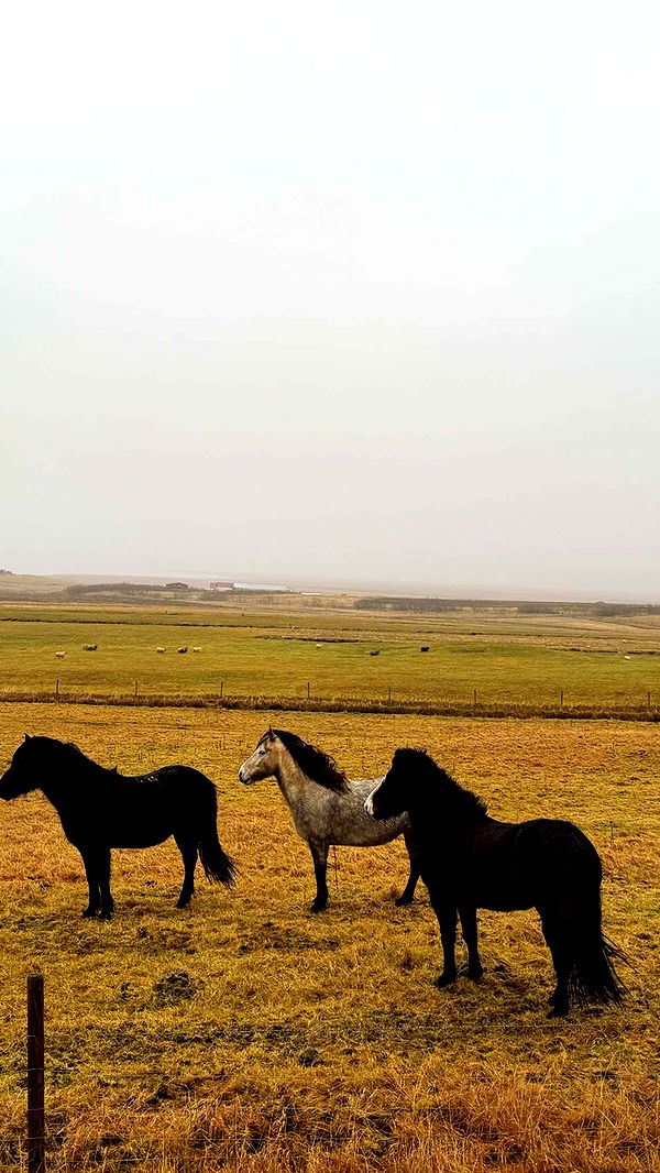 emilyelizabbeth image ~ Altpins