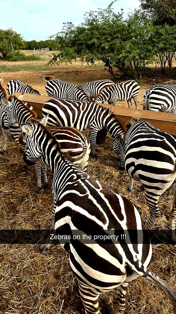 emilyelizabbeth image ~ Altpins