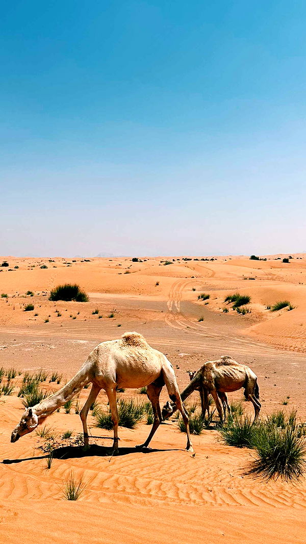 emilyelizabbeth image ~ Altpins