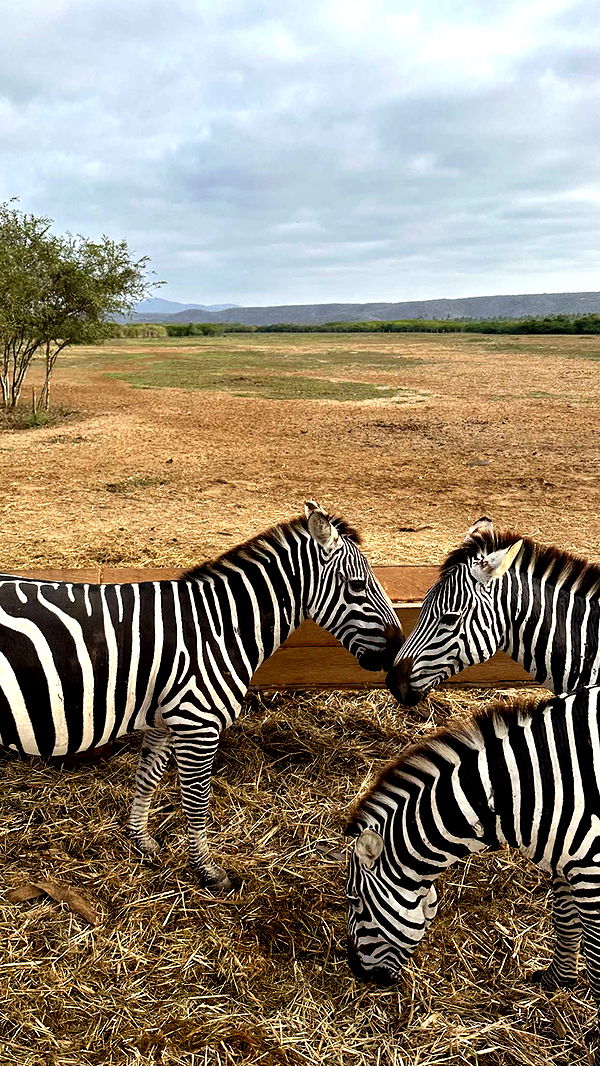 emilyelizabbeth image ~ Altpins