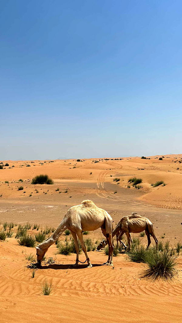 emilyelizabbeth image ~ Altpins