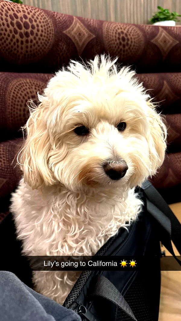 emilyelizabbeth image ~ Altpins