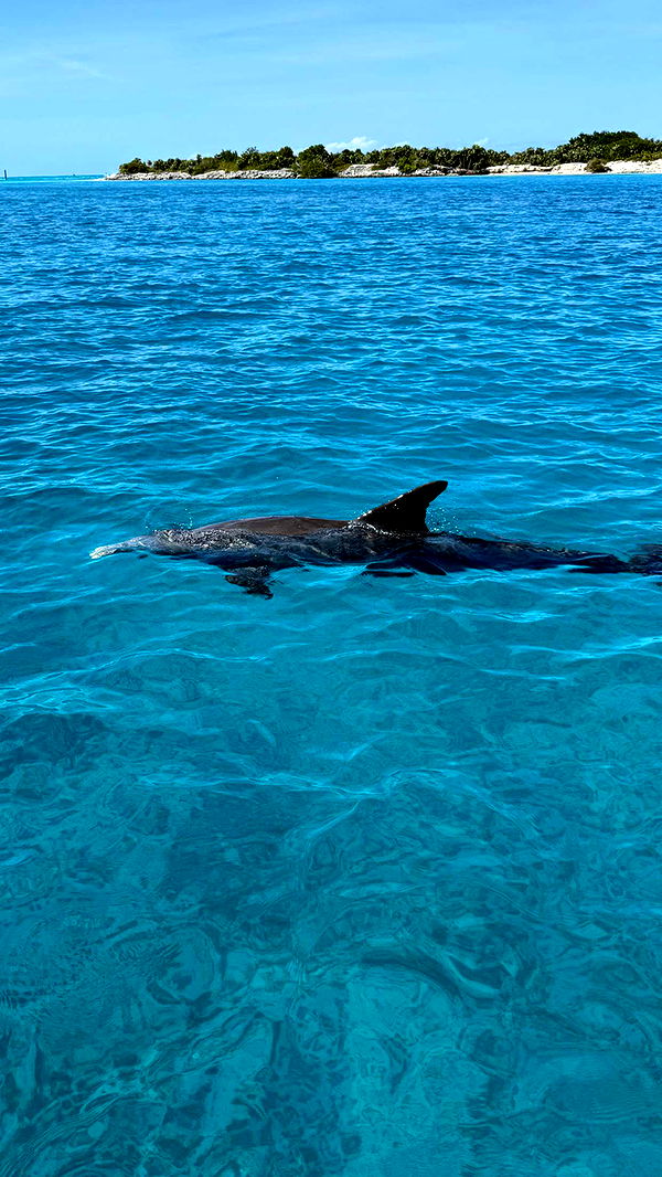 emilyelizabbeth image ~ Altpins