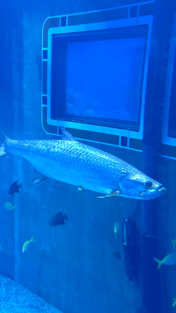 emilyelizabbeth image ~ Altpins