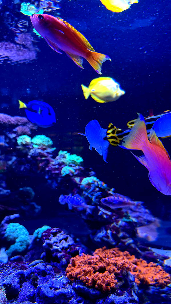 emilyelizabbeth image ~ Altpins