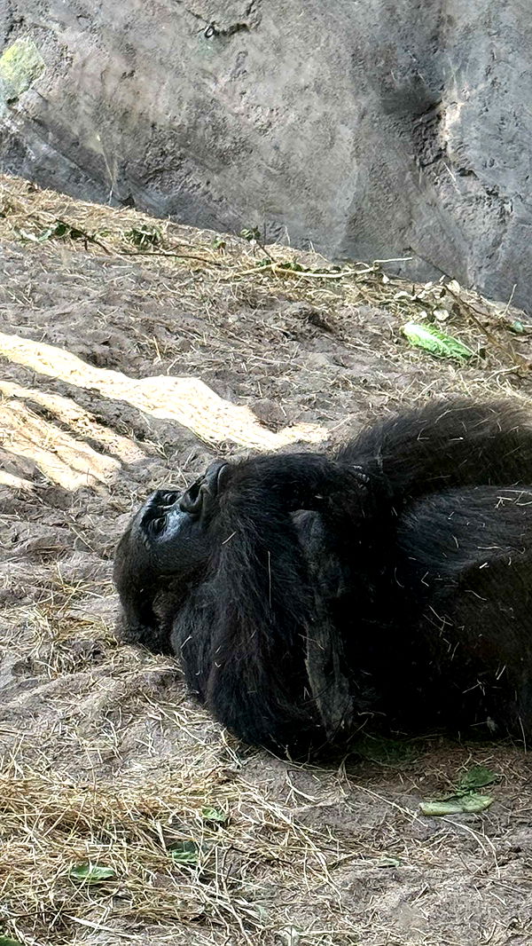 emilyelizabbeth image ~ Altpins